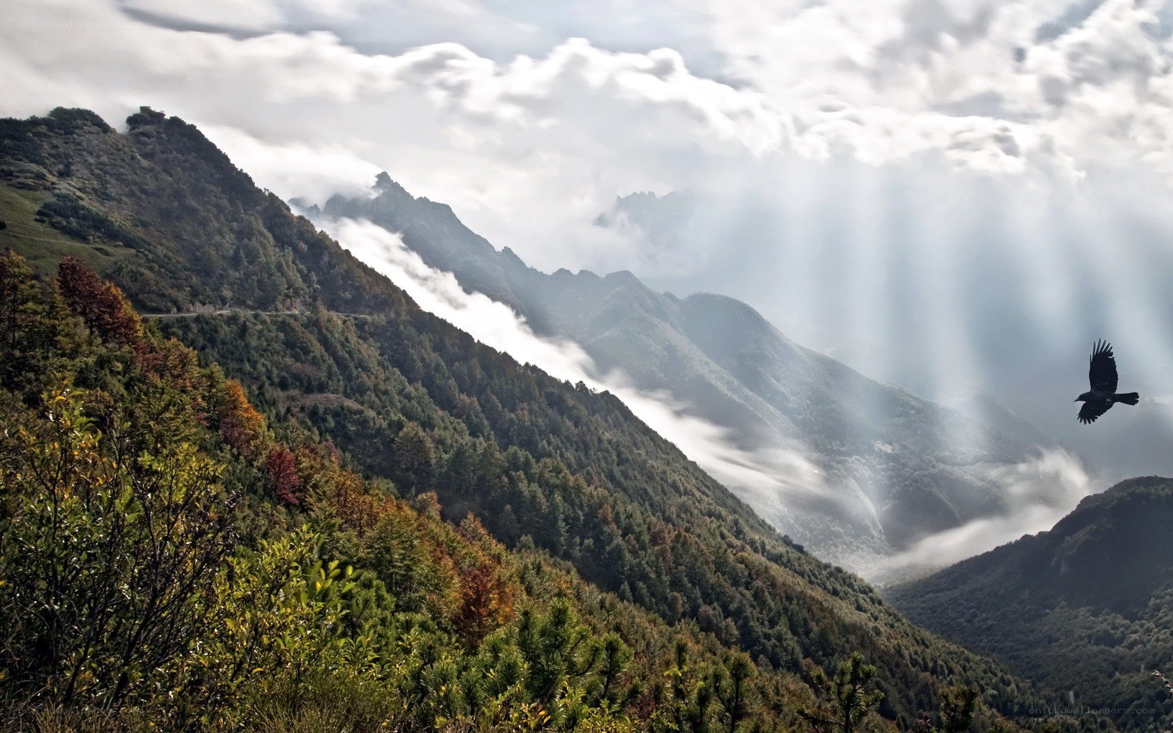 Mountain landscape with bird