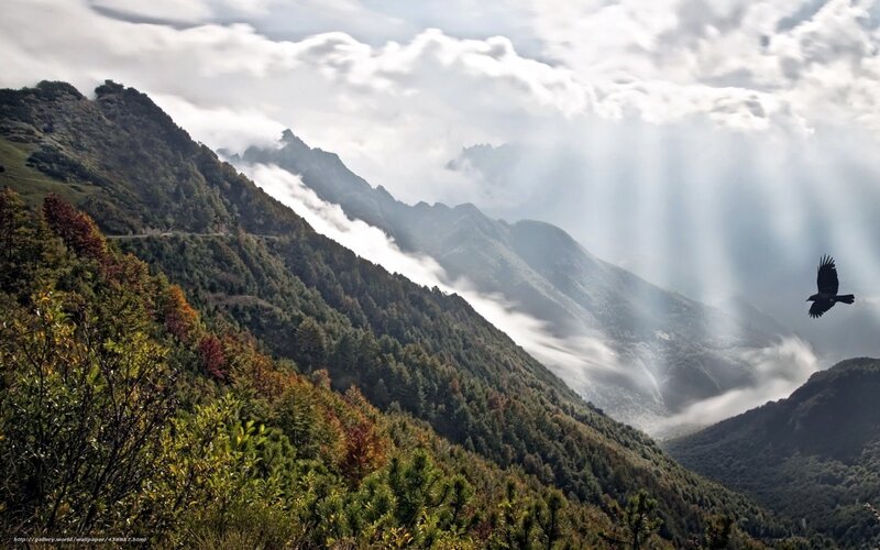 Mountain landscape with bird