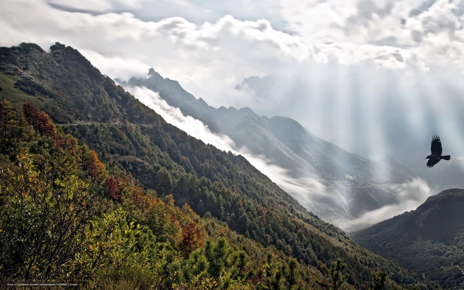 Mountain landscape with bird