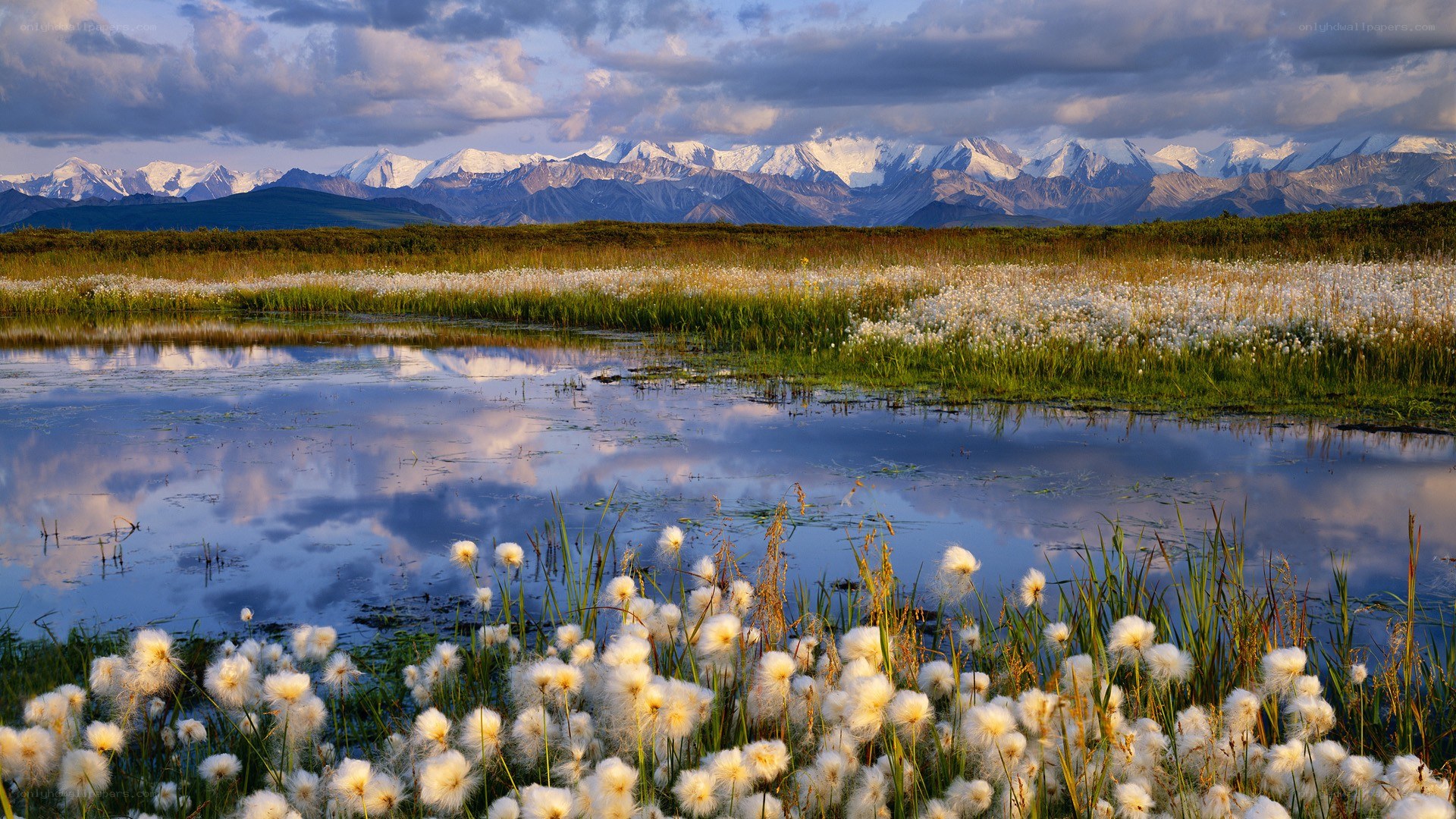 Mountain landscape with cotton grass