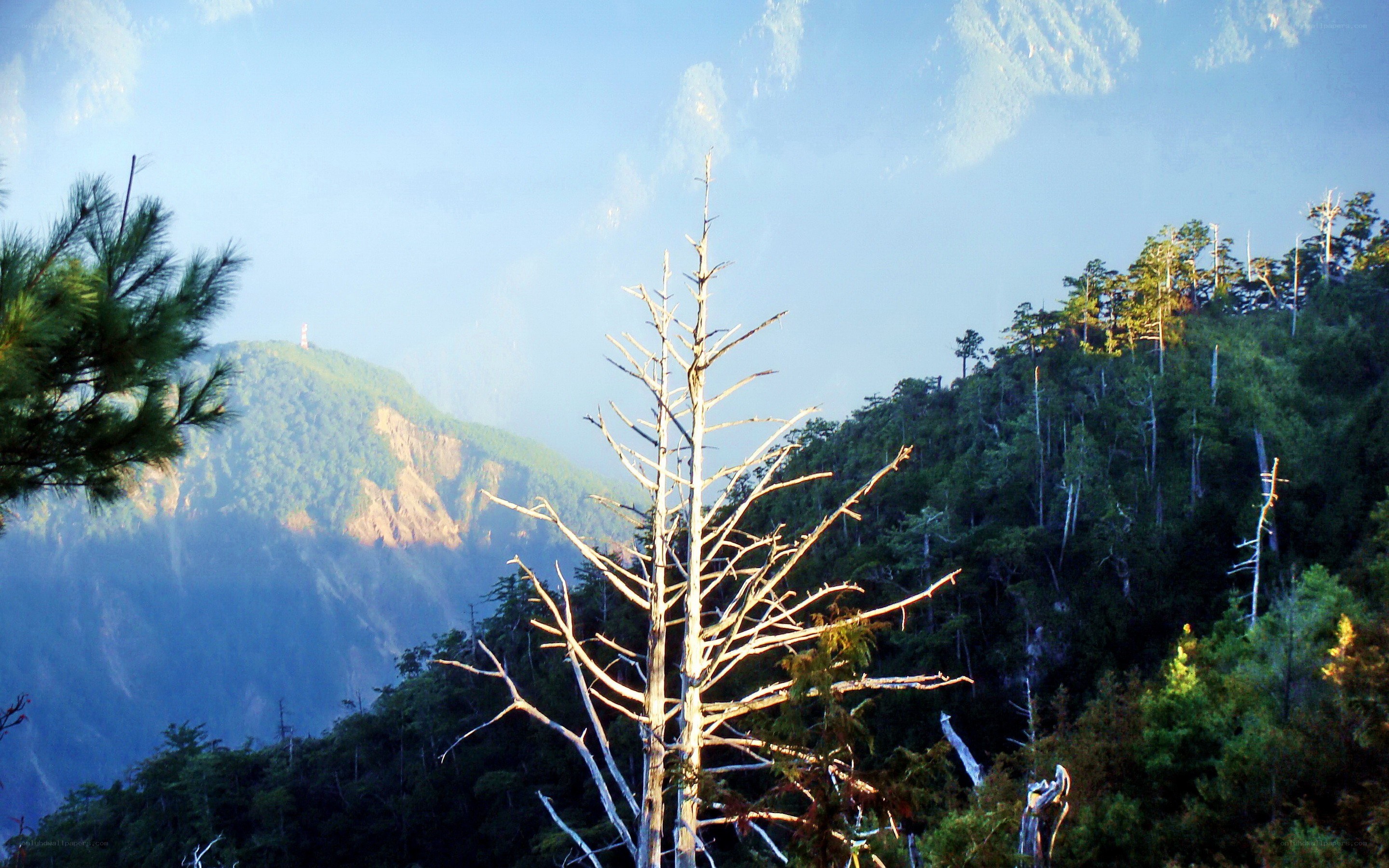 Mountain landscape with dead tree