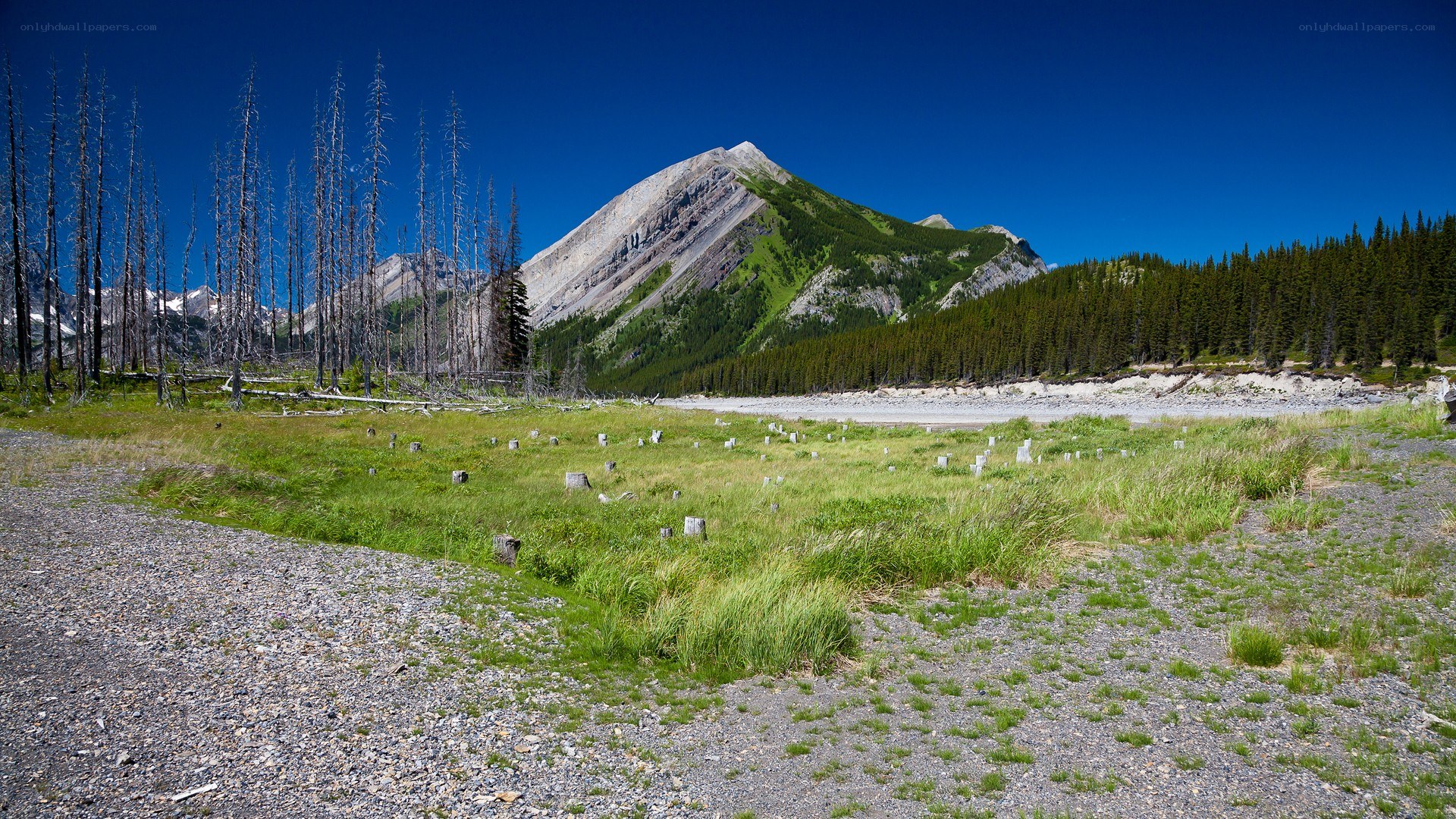Mountain landscape with dead trees