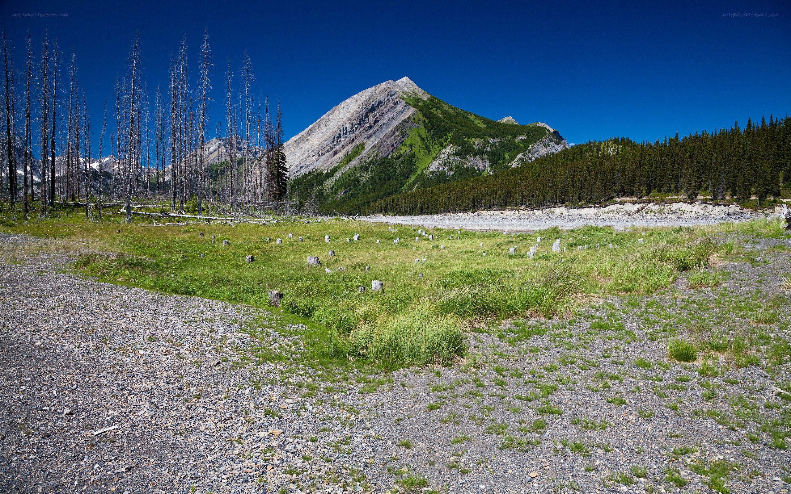 Mountain landscape with dead trees