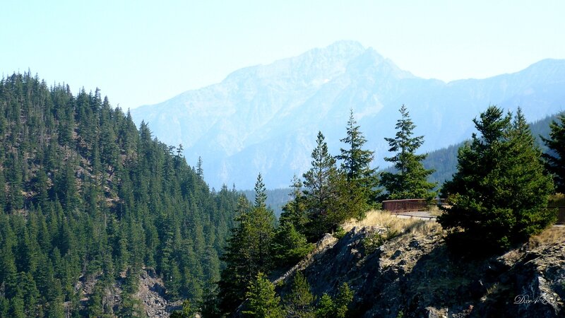 Mountain landscape with evergreen trees