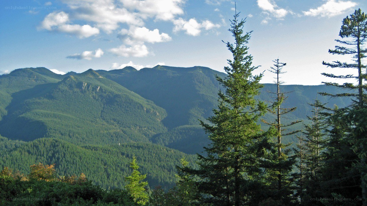 Mountain landscape with evergreen trees