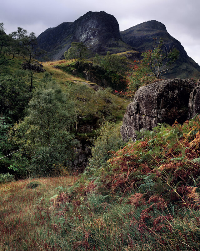 Mountain landscape with ferns