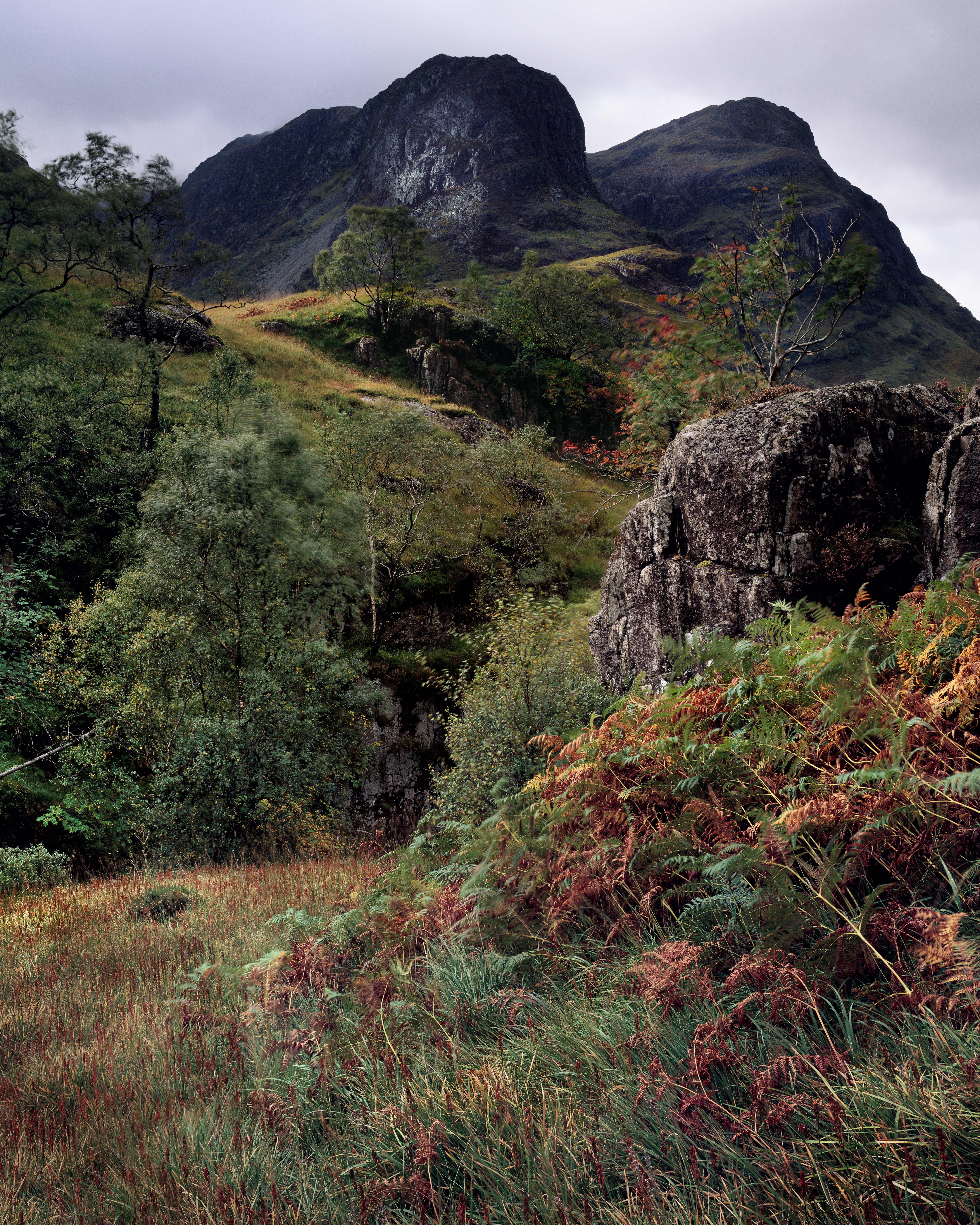 Mountain landscape with ferns