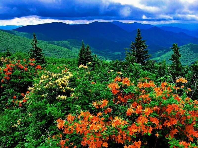 Mountain Landscape with Flowers — Green, Dramatic, Spring