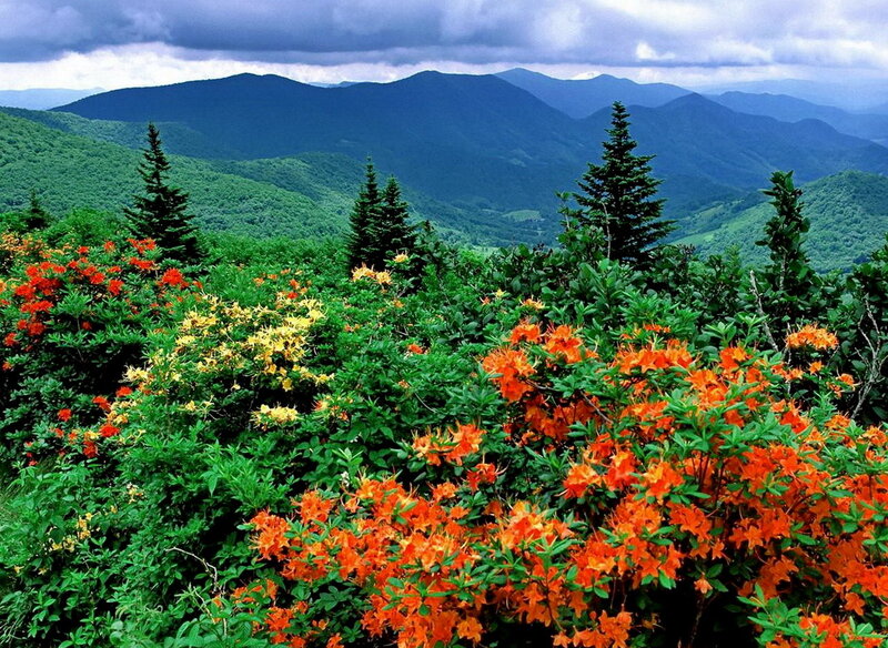 Mountain Landscape with Flowers — Green, Dramatic
