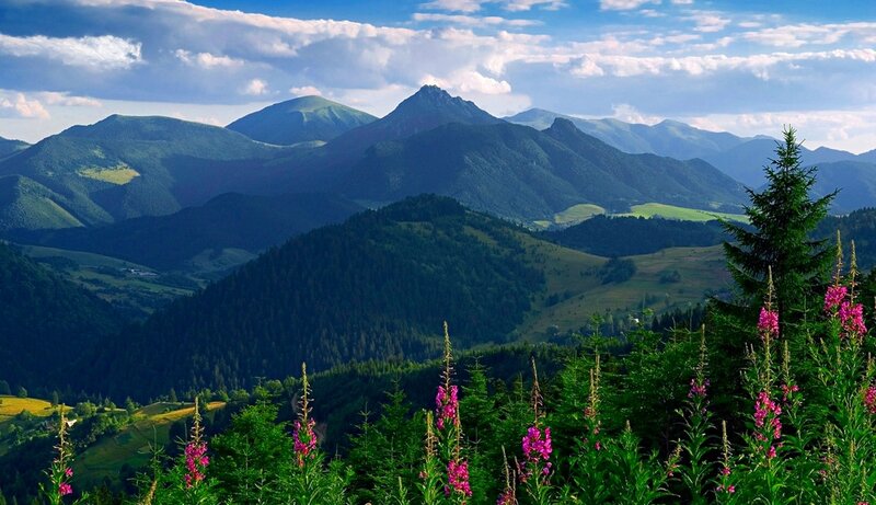 Mountain Landscape with Flowers — Green, Serene, Afternoon, Photograph, Trees