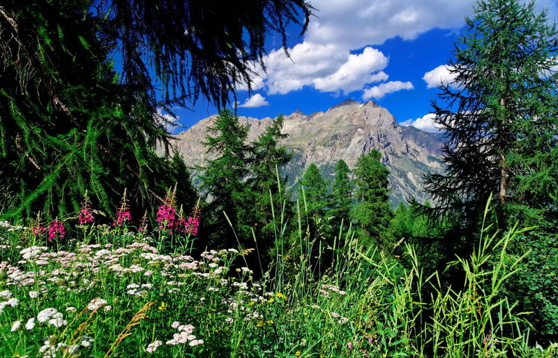 Mountain Landscape with Flowers — Green, Serene, Summer, Photograph