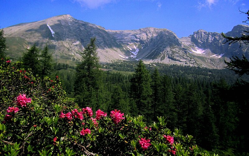 Mountain Landscape with Flowers — Green, Serene, Summer, Photograph, Trees