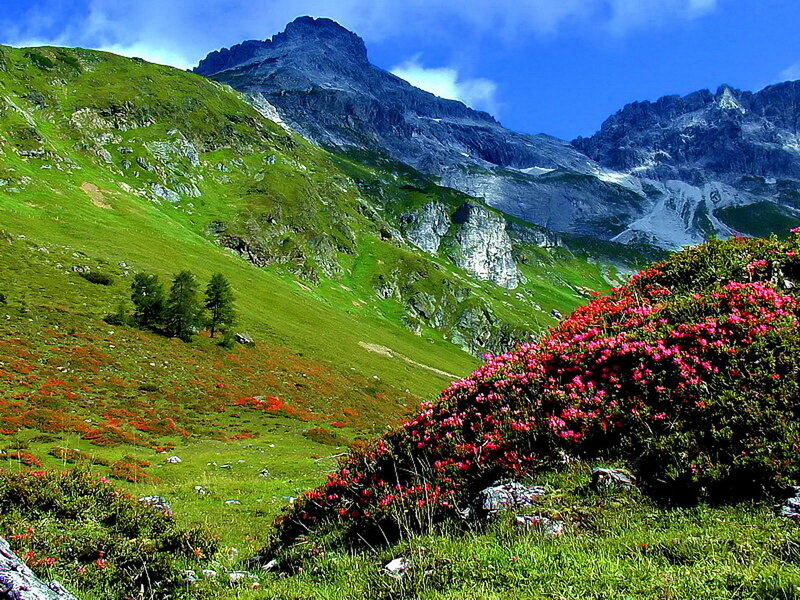 Mountain Landscape with Flowers — Green, Serene, Summer