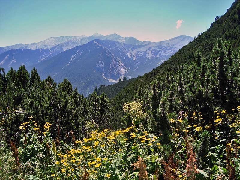 Mountain Landscape with Flowers — Green
