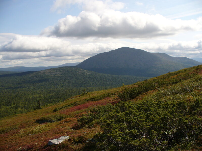 Mountain landscape with forest