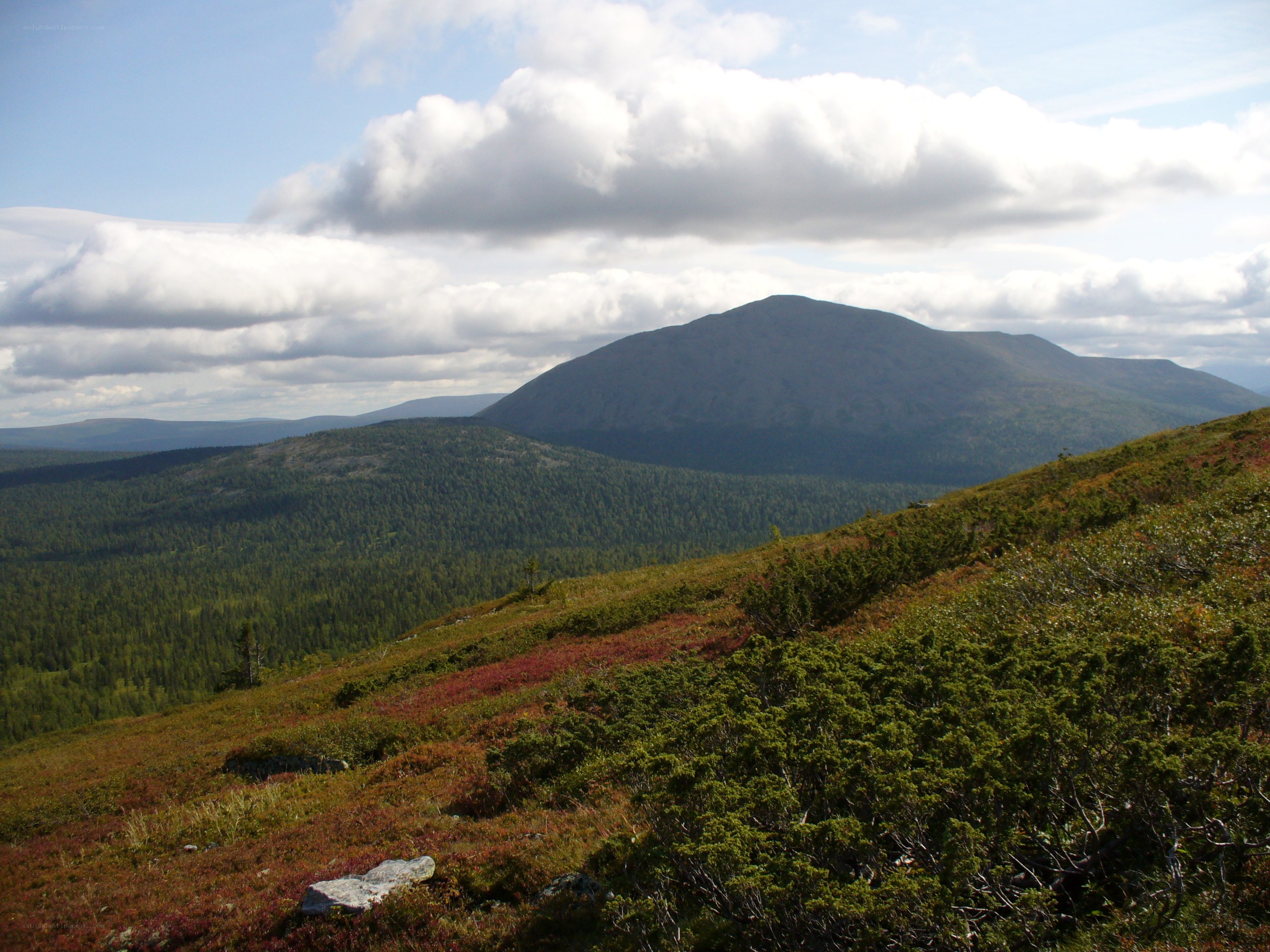 Mountain landscape with forest