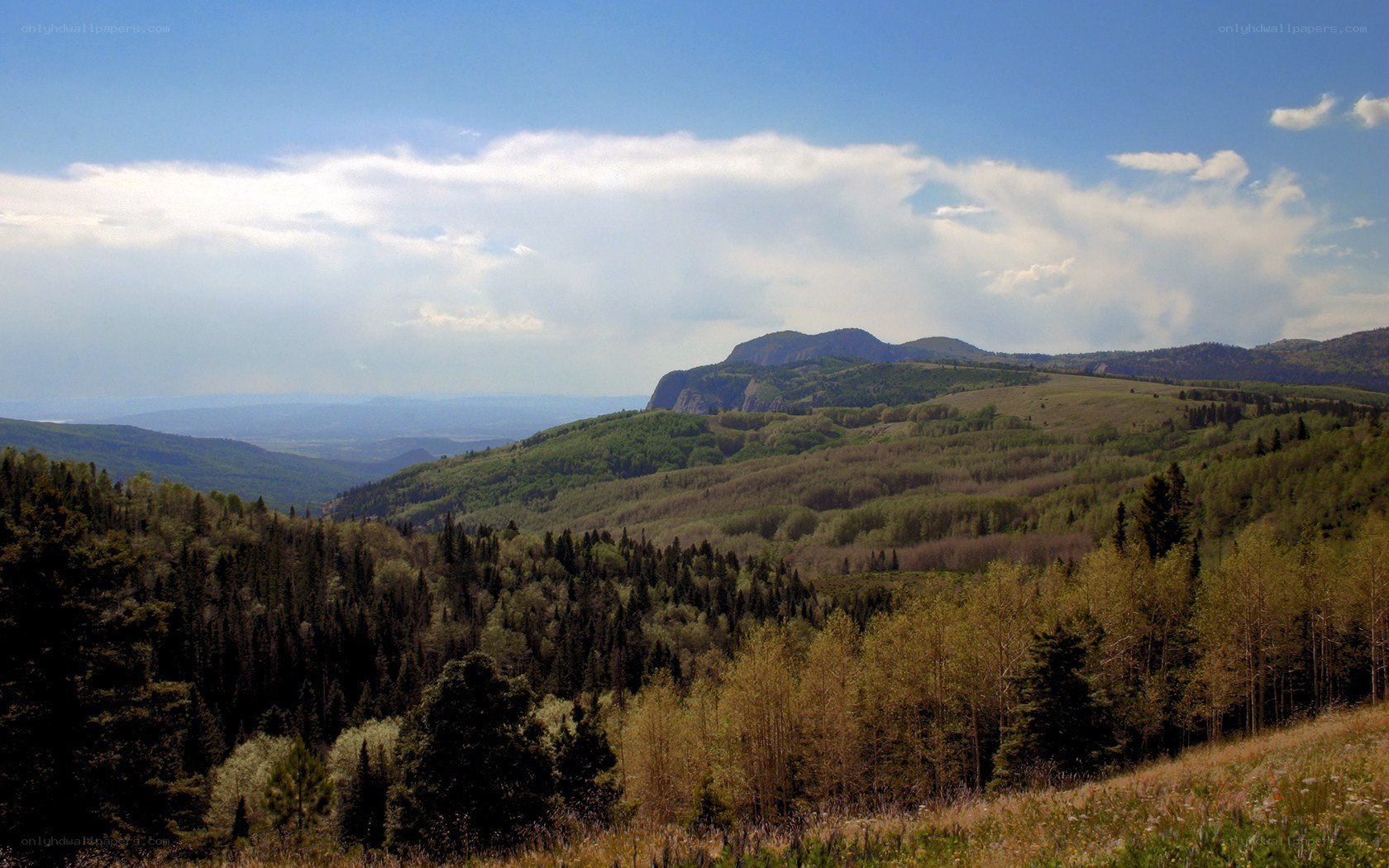 Mountain landscape with forest