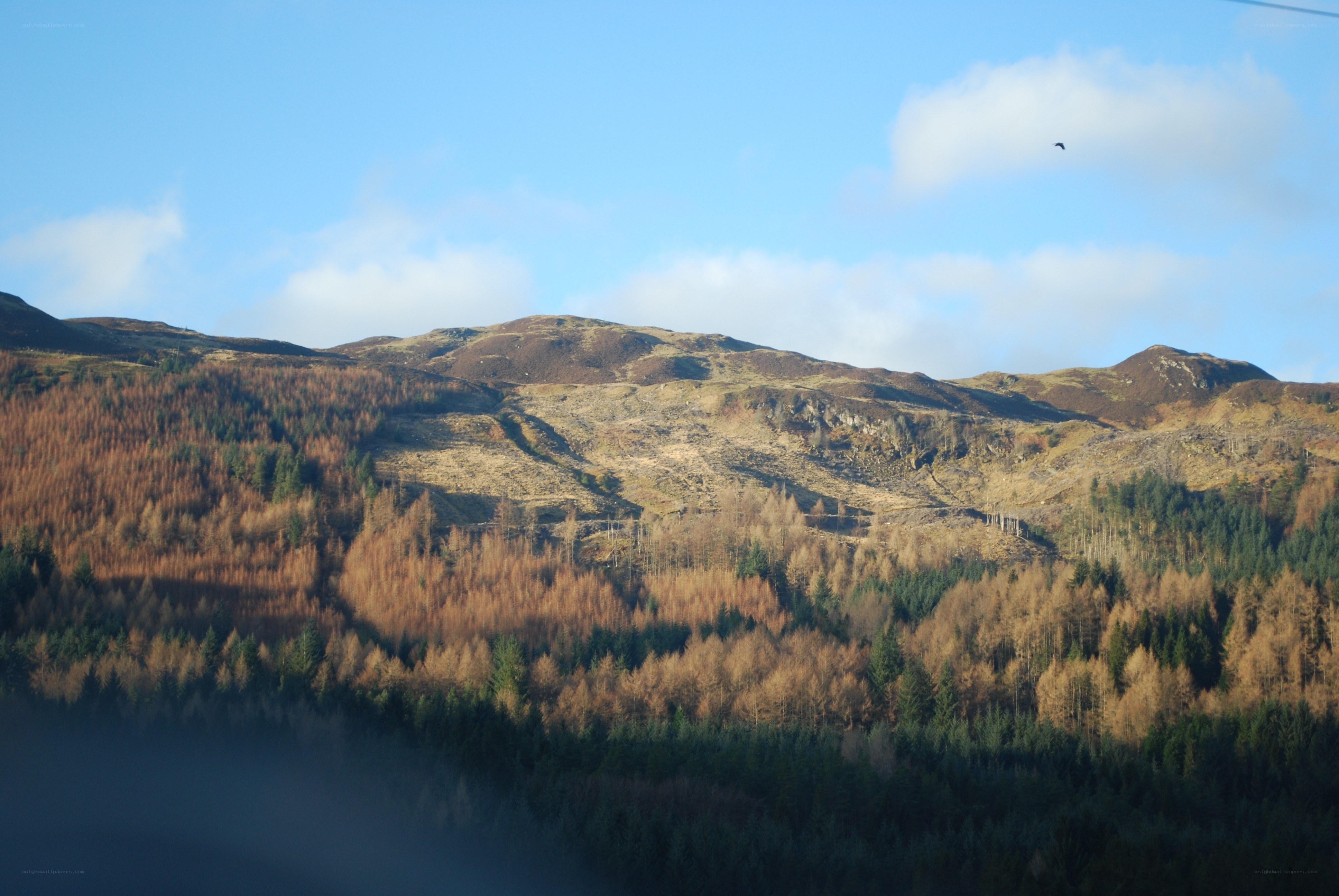 Mountain landscape with forest