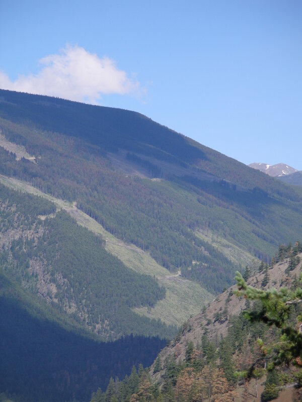 Mountain landscape with forest