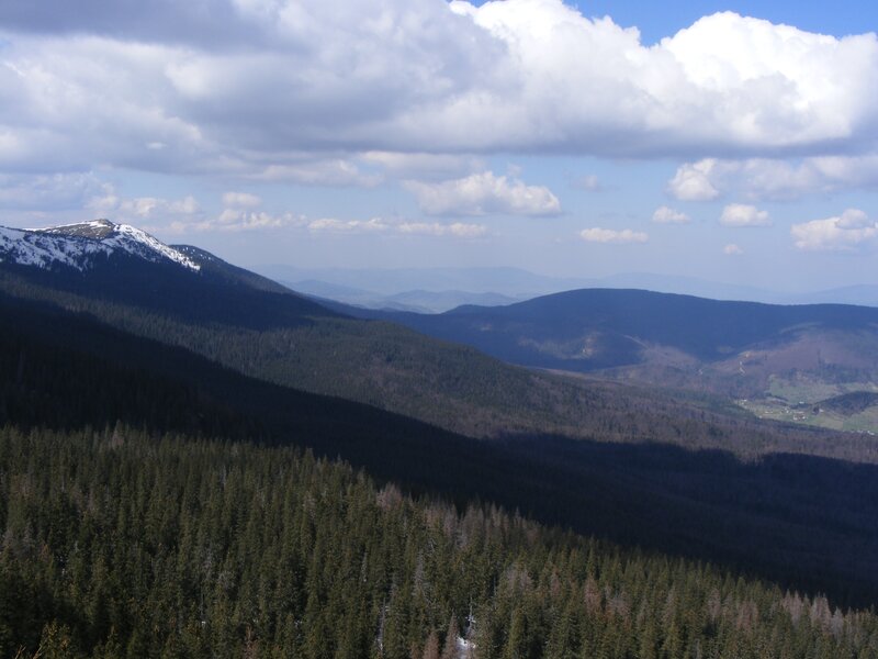 Mountain landscape with forest
