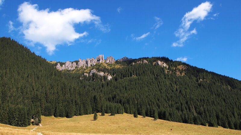 Mountain landscape with forest