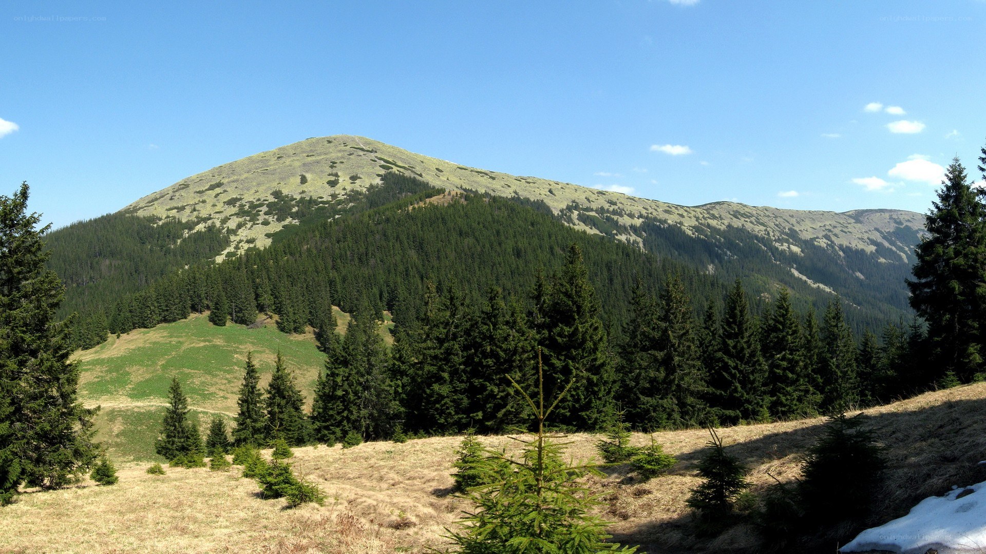 Mountain landscape with forest