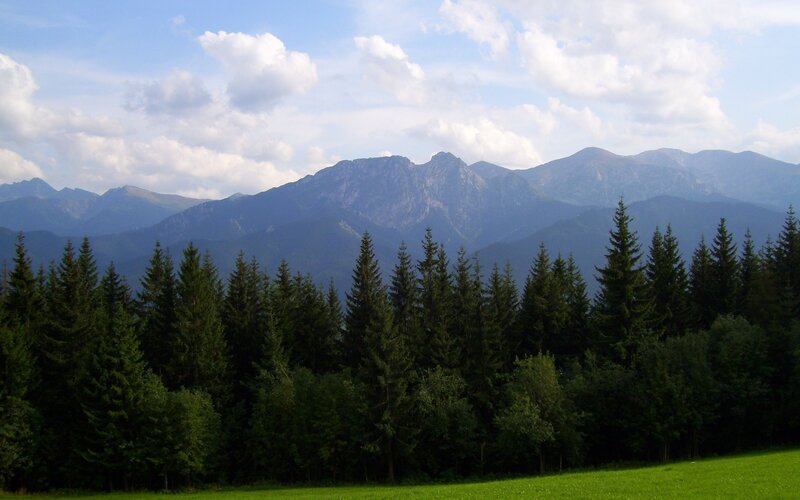 Mountain landscape with forest