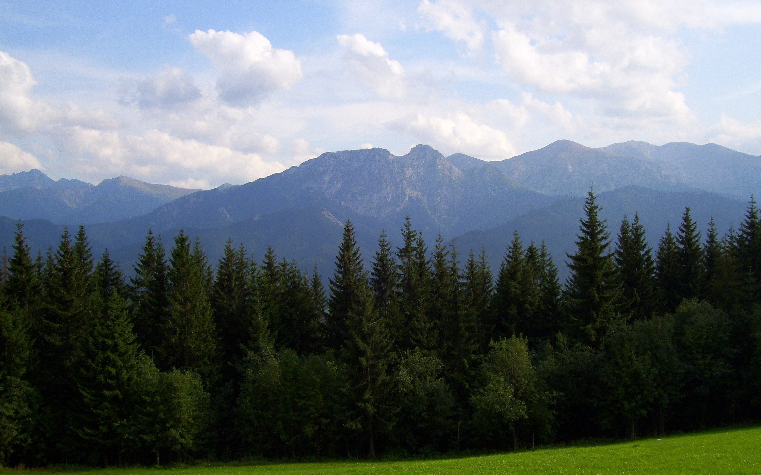 Mountain landscape with forest