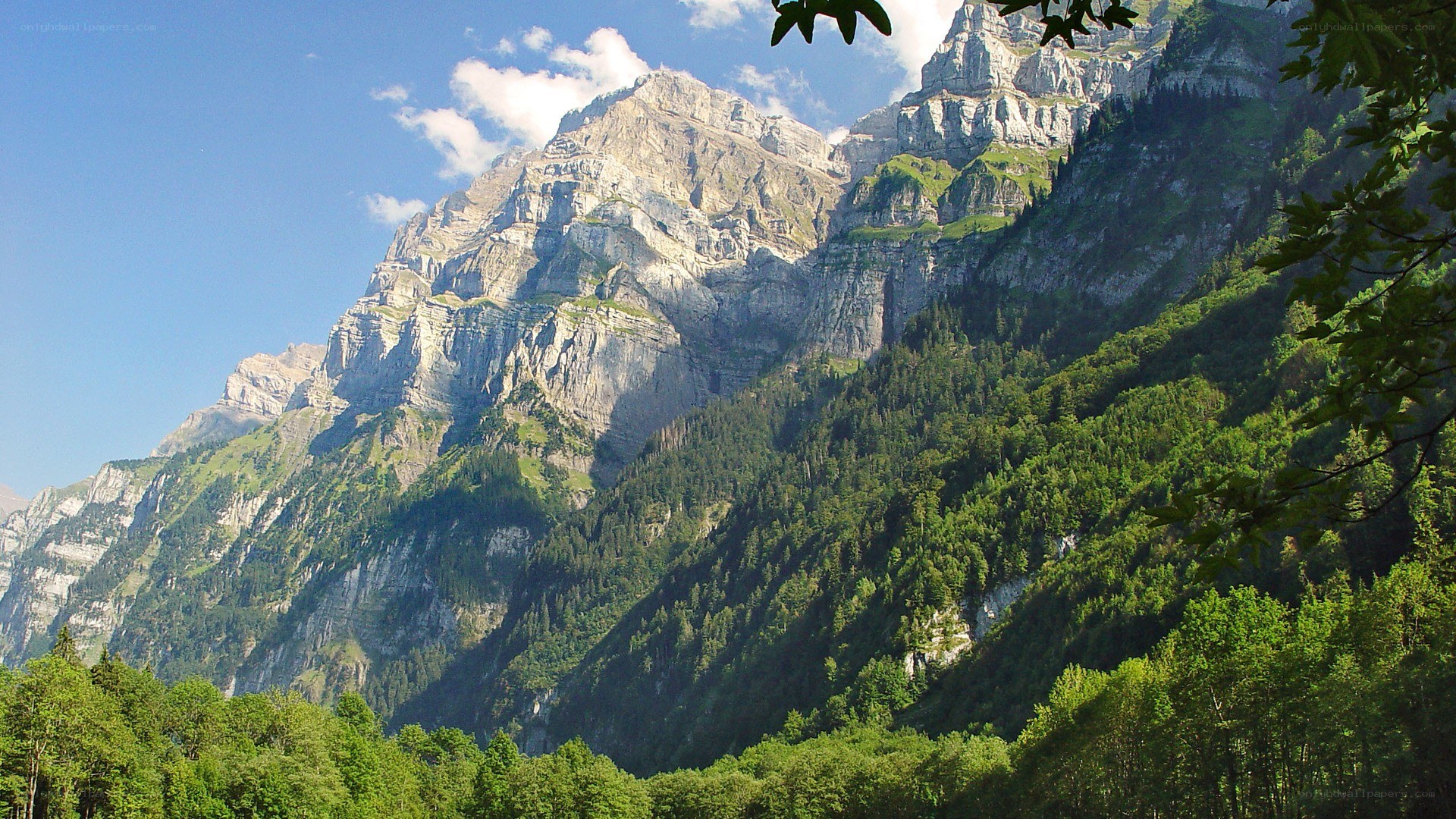 mountain landscape with forest
