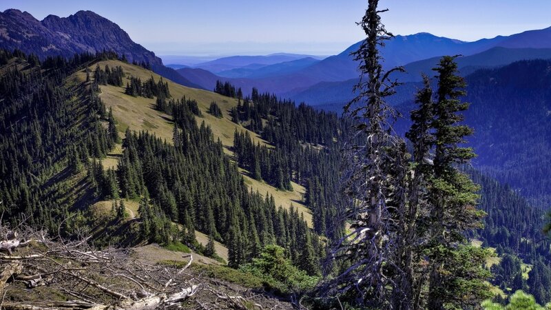 Mountain landscape with forest