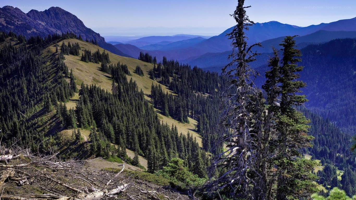Mountain landscape with forest