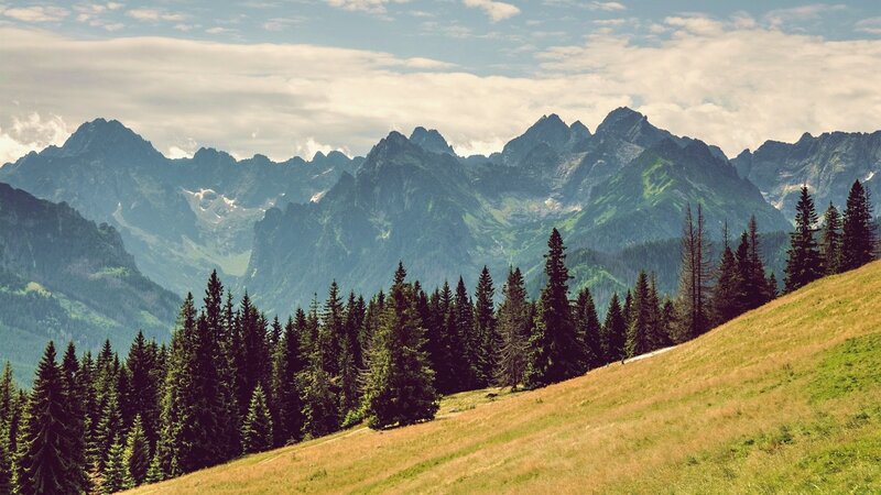 mountain landscape with forest