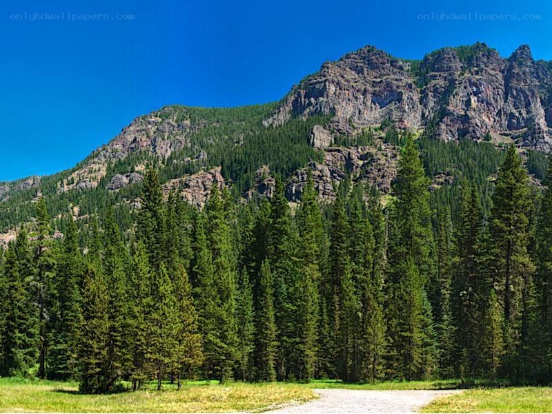 Mountain landscape with forest