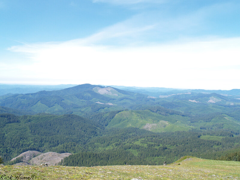 Mountain landscape with forest