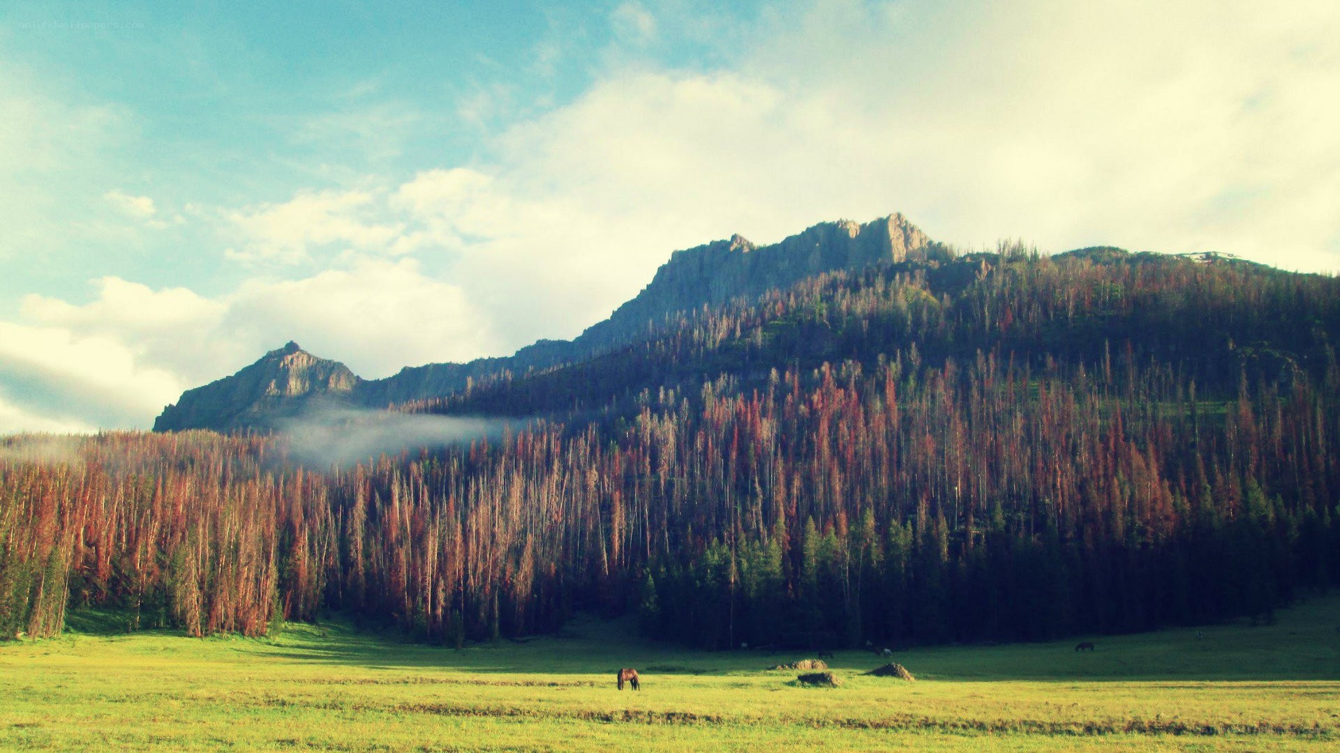 Mountain landscape with forest and meadow