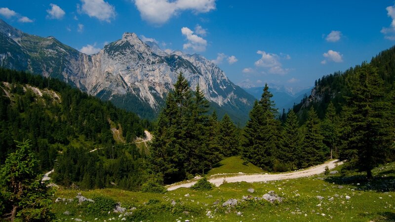 Mountain landscape with forest and path
