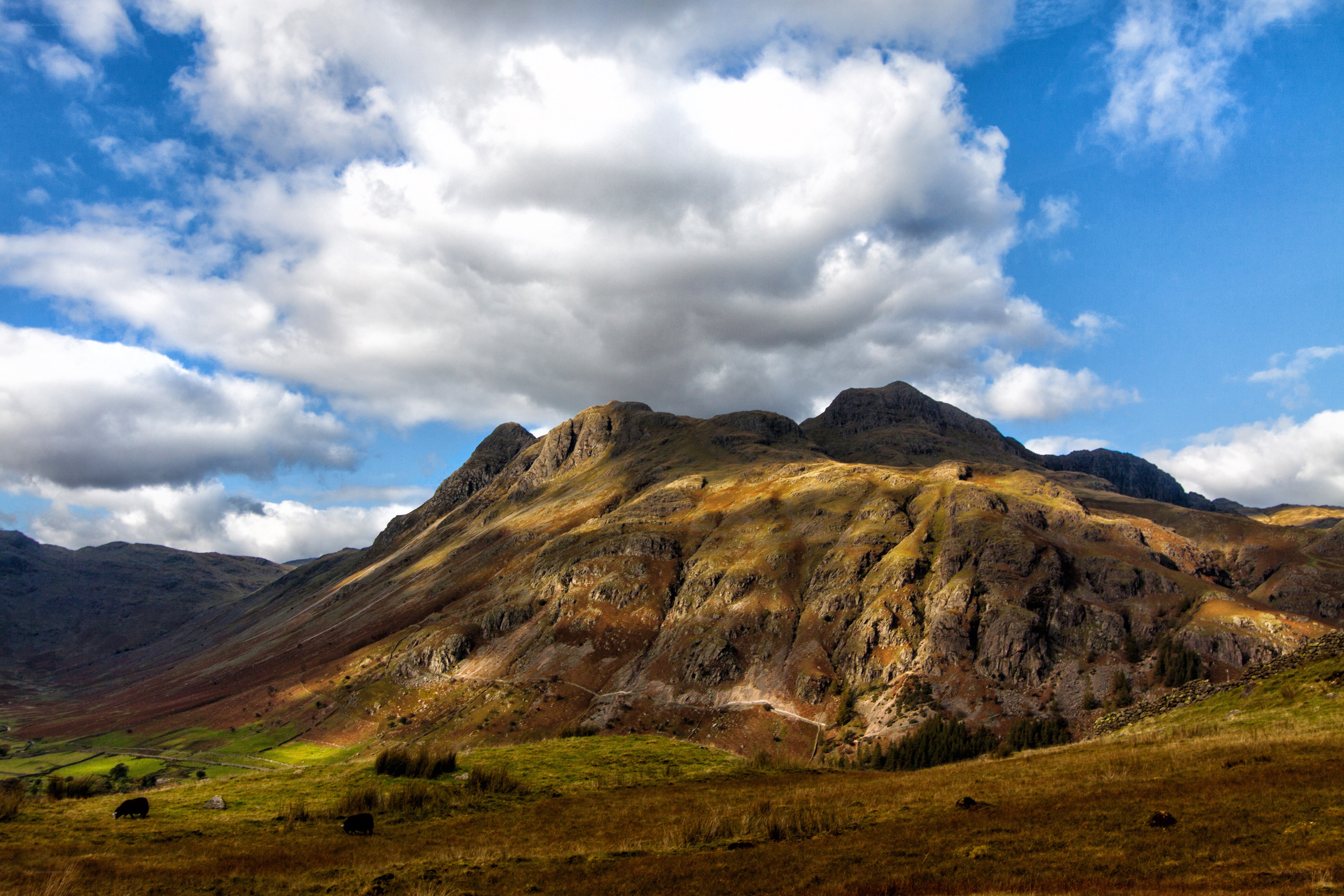 Mountain landscape with grazing cows