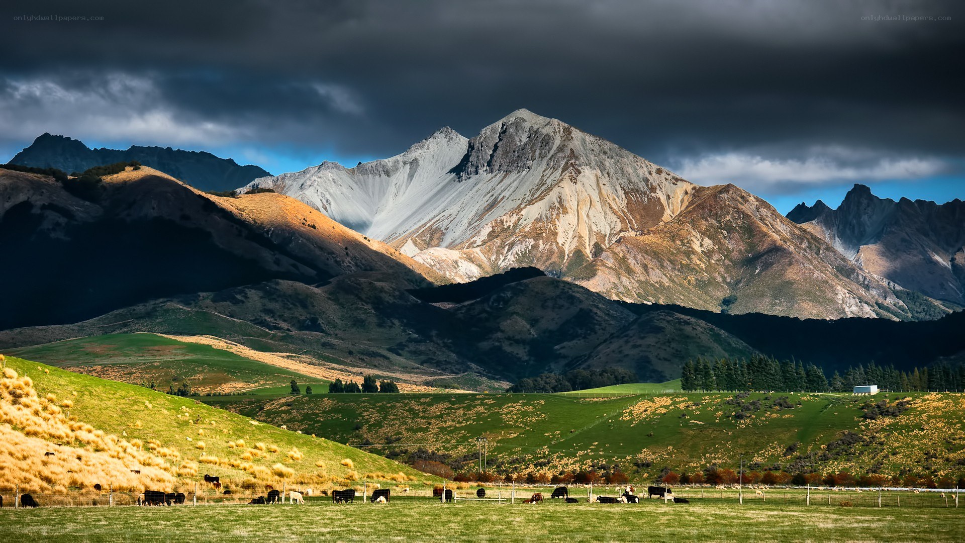 Mountain landscape with grazing cows