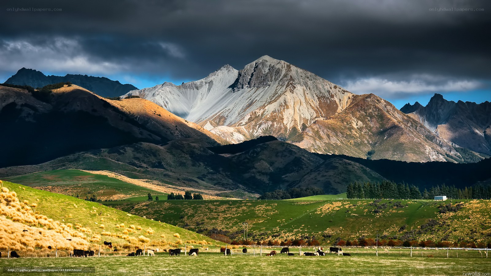Mountain landscape with grazing cows