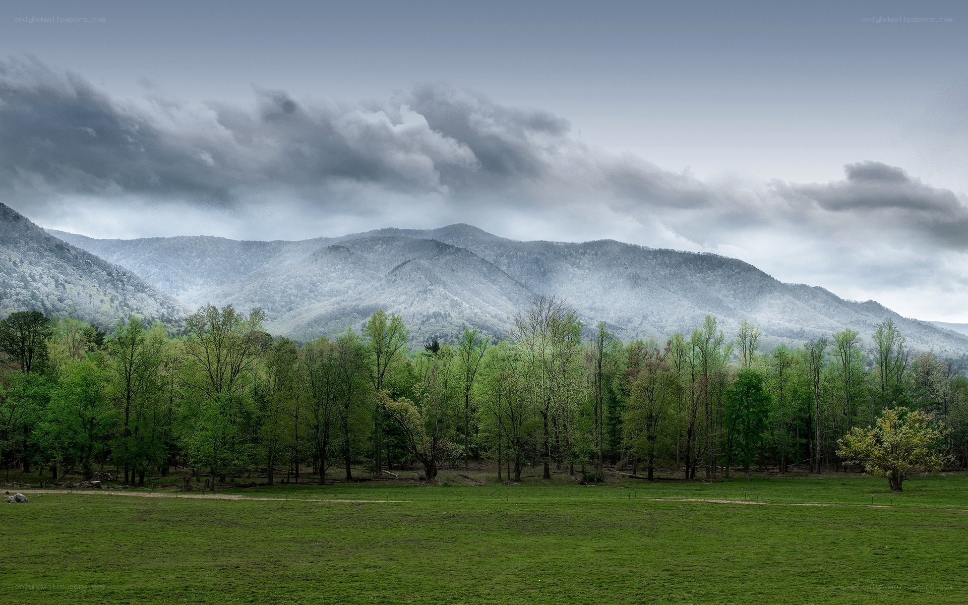 Mountain landscape with green trees