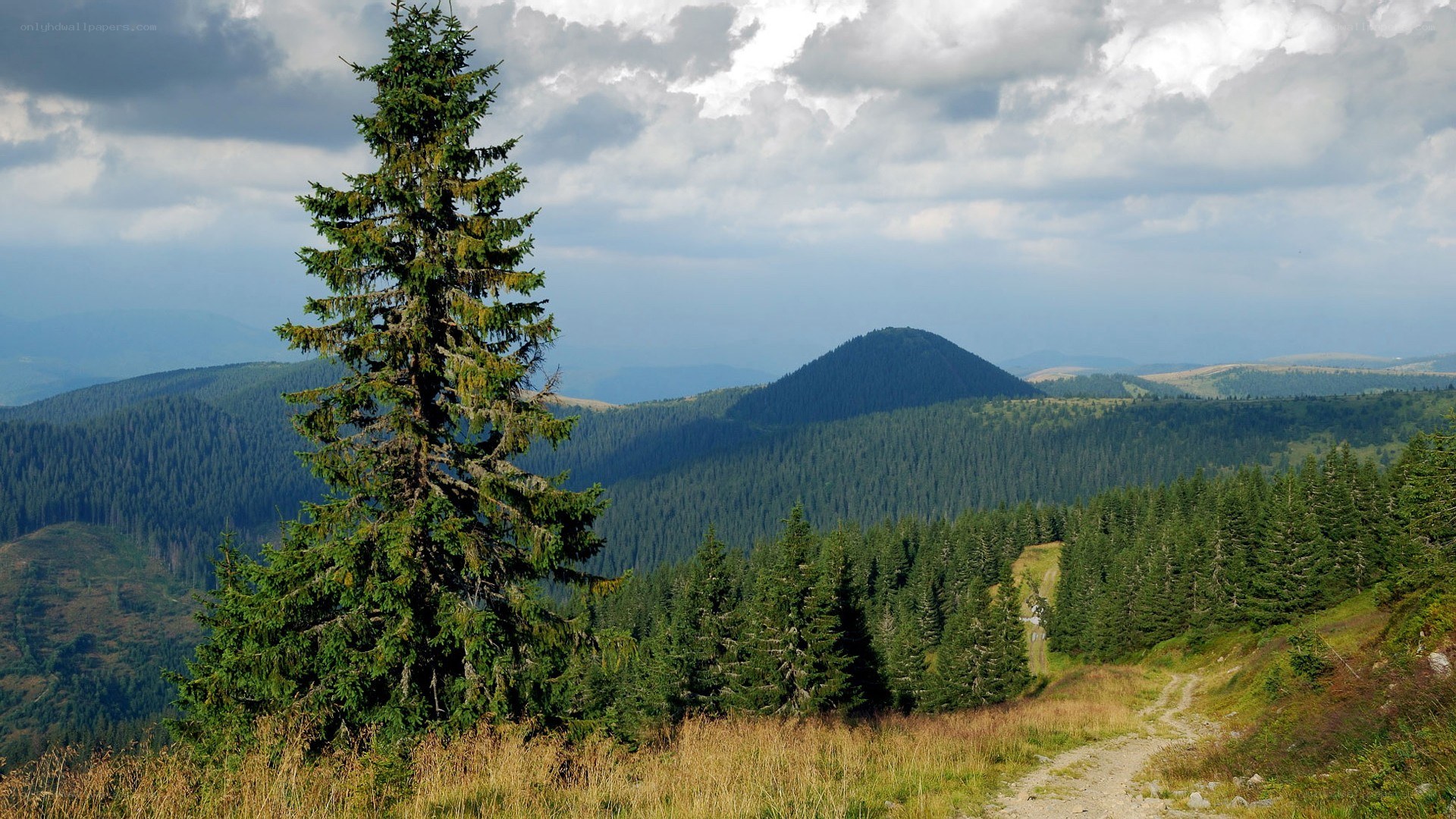 Mountain landscape with pine tree