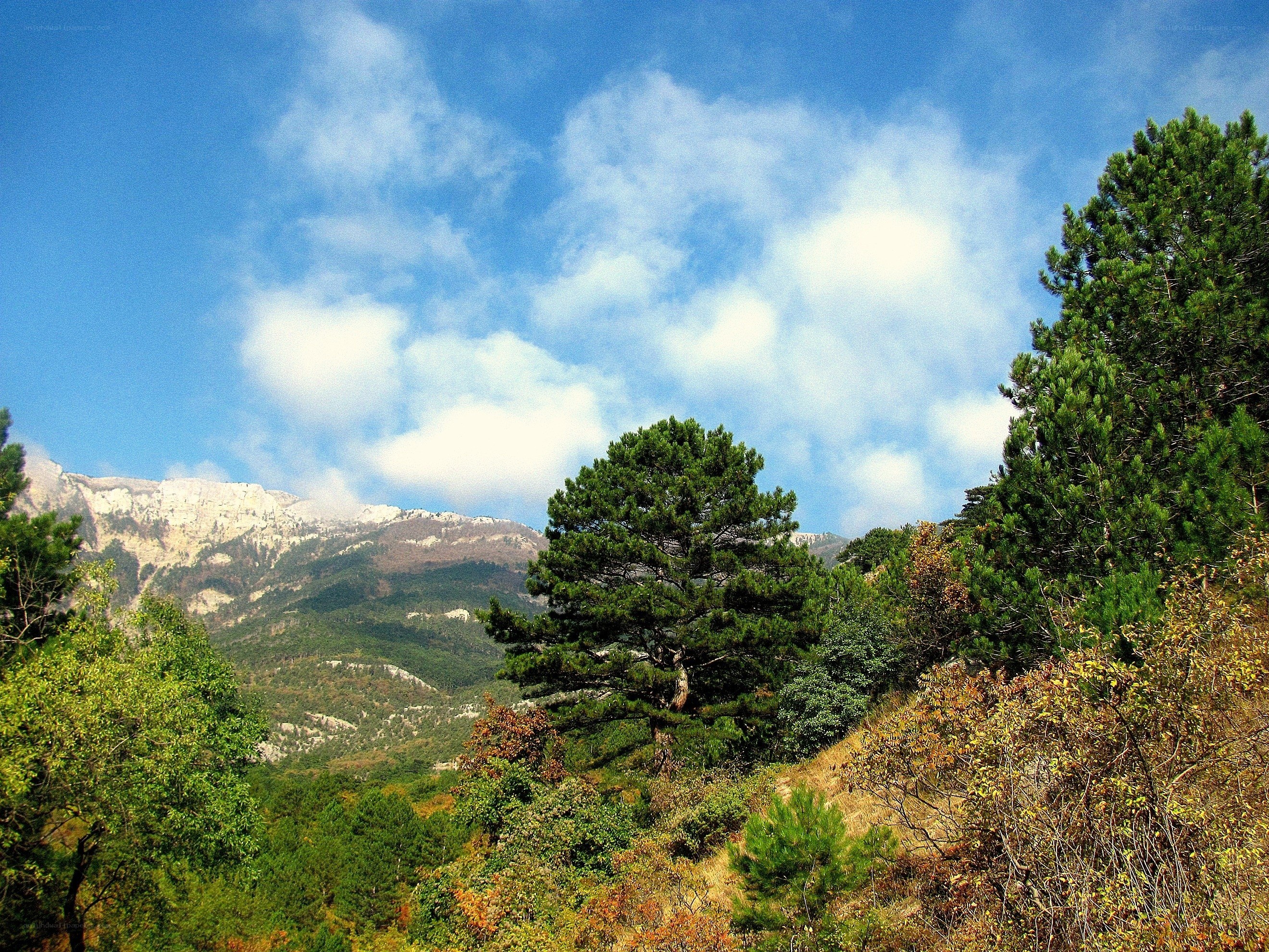 Mountain landscape with pine trees