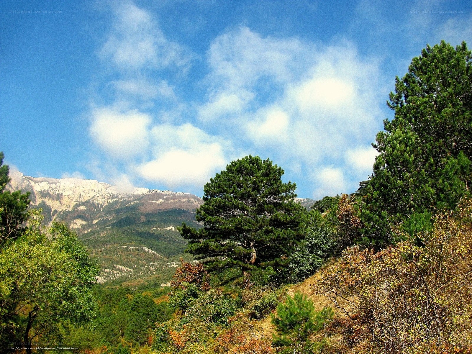 Mountain landscape with pine trees