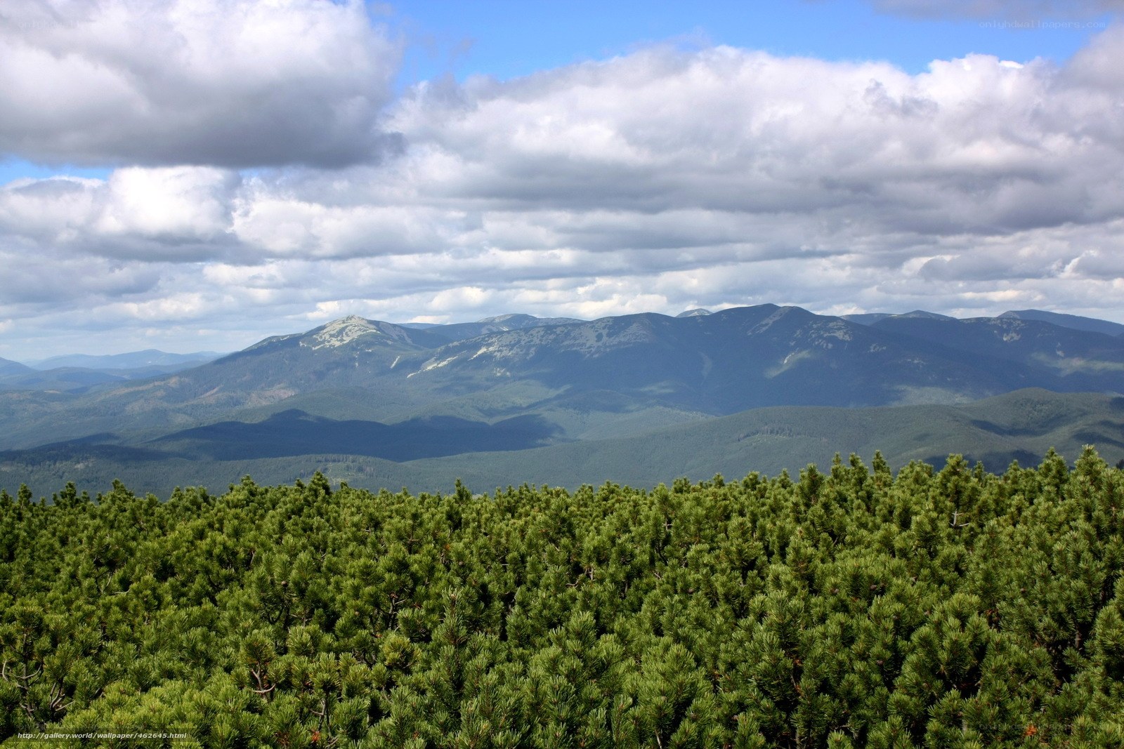 Mountain landscape with pine trees