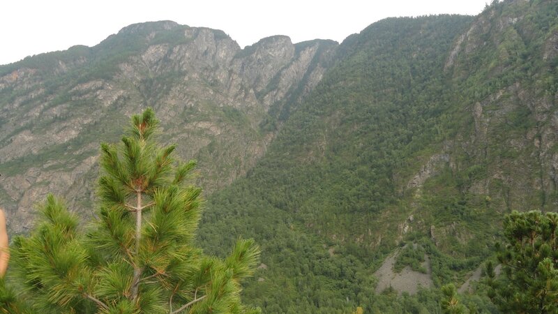 Mountain landscape with pine trees