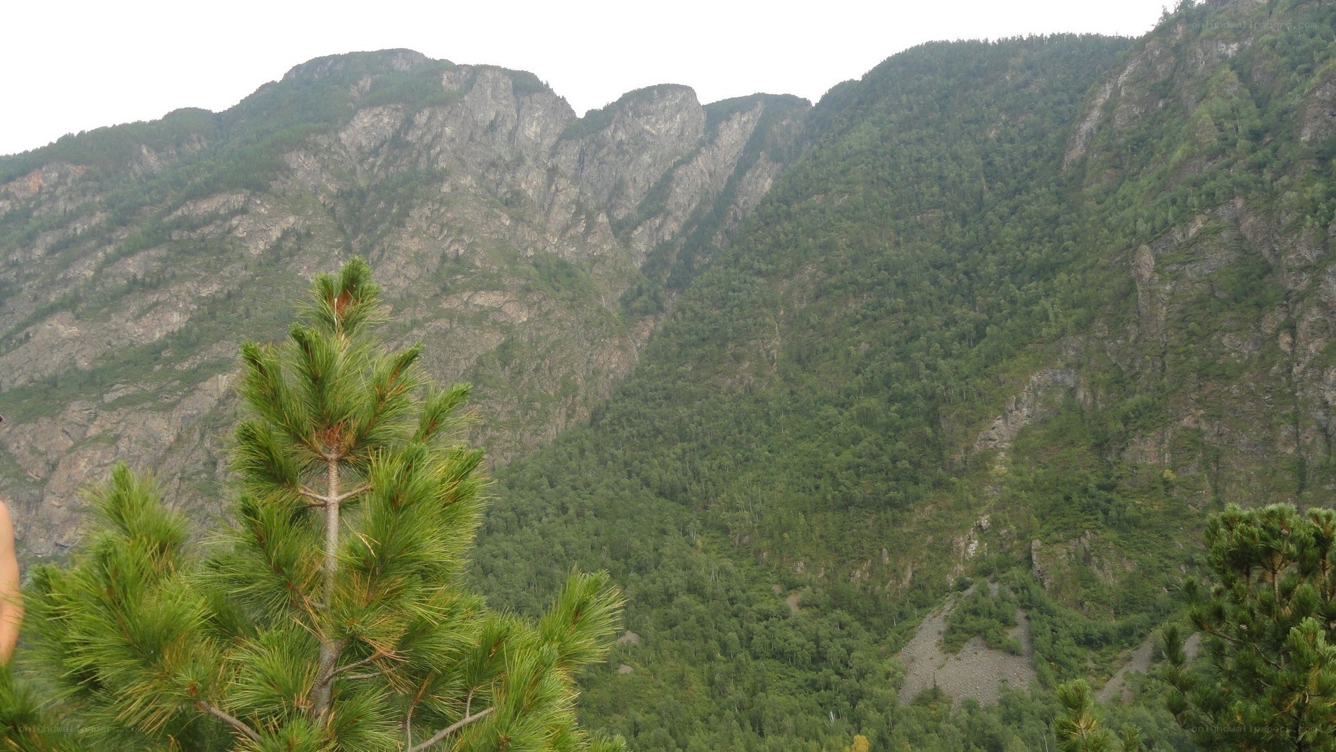 Mountain landscape with pine trees