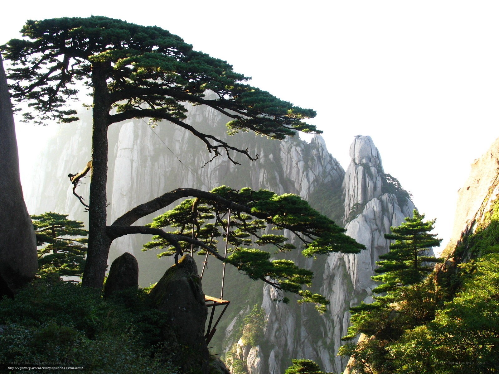 Mountain landscape with pine trees