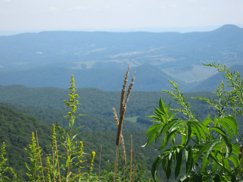 Mountain Landscape with Plants