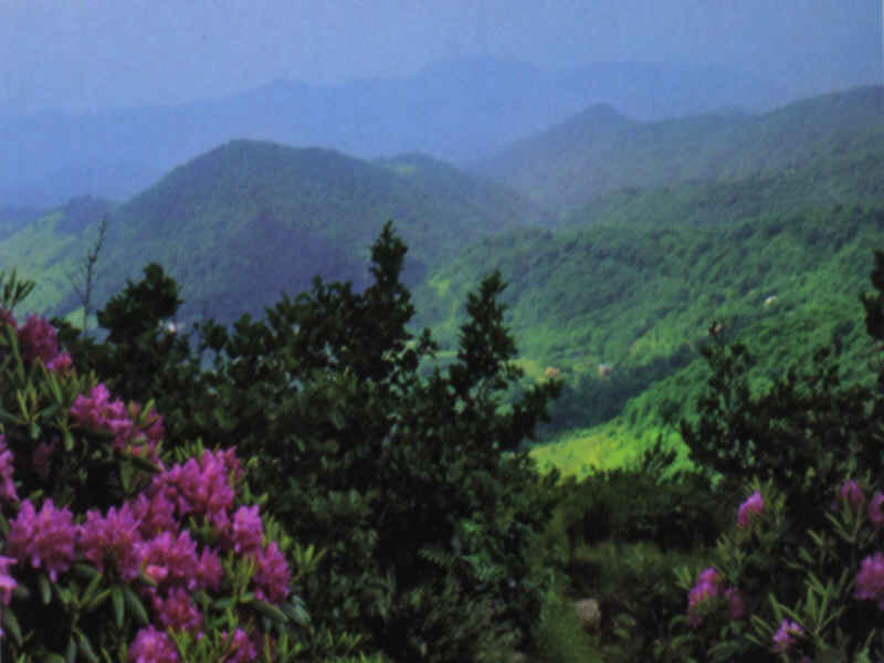 mountain landscape with purple flowers