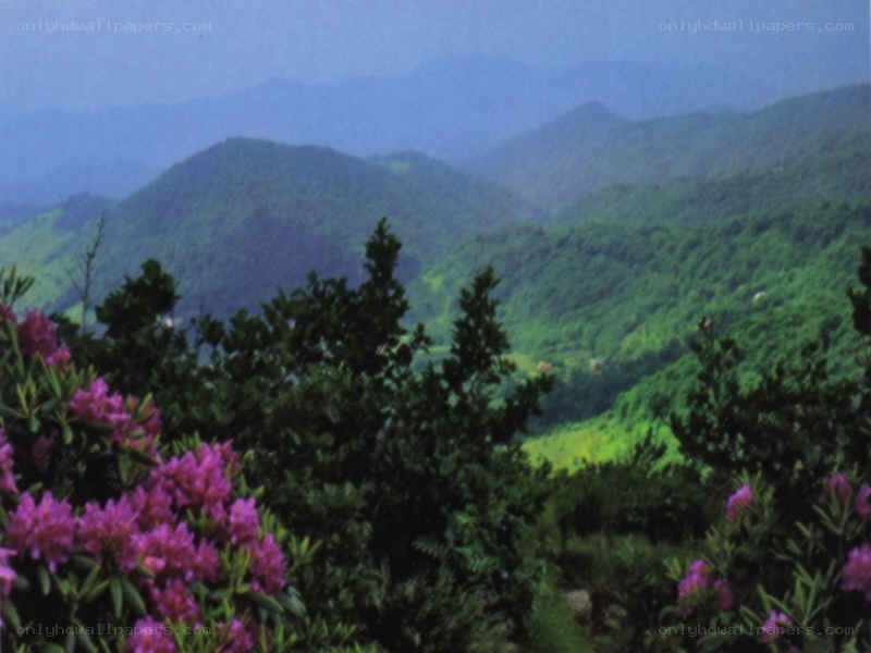 mountain landscape with purple flowers